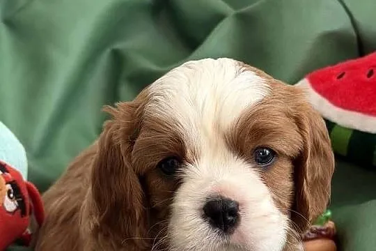 Cavalier King Charles Spaniel piesek Bambi, Łódzkie, Olsza
