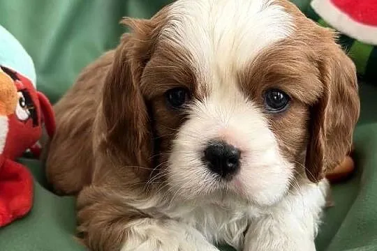 Cavalier King Charles Spaniel piesek Bambi, Łódzkie, Olsza