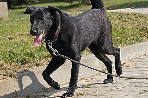 Ursa prosi...pokochaj mnie :),  wielkopolskie Rzes