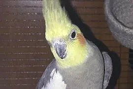 PILNIE DO SPRZEDANIA PAPUGI NIMFY