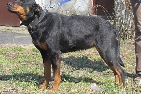 PILNE! Suczce o anielskim charakterze grozi schron