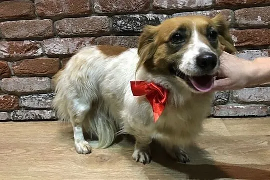 Łatka, młoda, grzeczna sunia do adopcji
