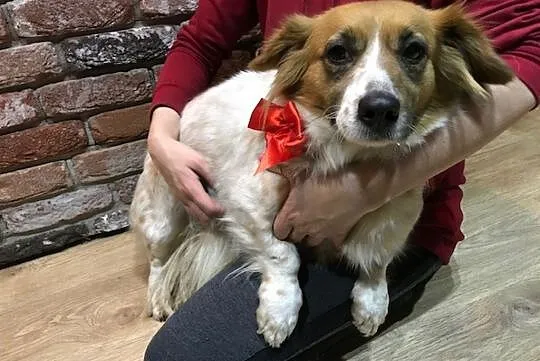 Łatka, młoda, grzeczna sunia do adopcji