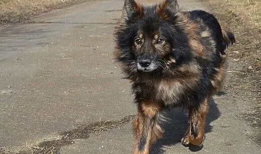 Piękny psiak z lwią grzywą - szuka domu, dolnoślą