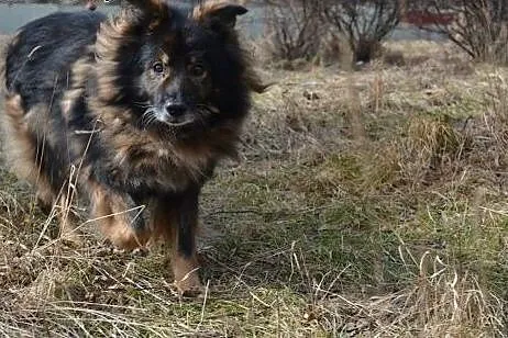 Piękny psiak z lwią grzywą - szuka domu,  dolnoślą