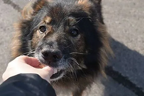 Piękny psiak z lwią grzywą - szuka domu,  dolnoślą