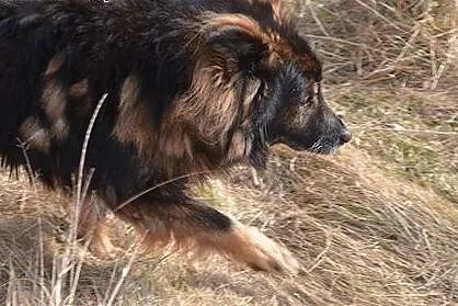 Piękny psiak z lwią grzywą - szuka domu,  dolnoślą