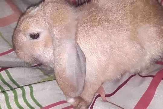 Króliczek mini lop