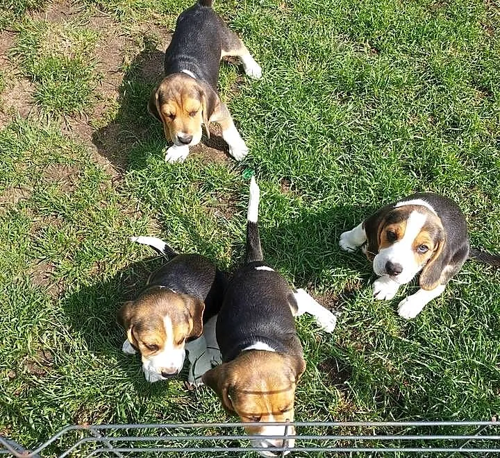 Szczeniaczki Beagle, Mazowieckie, Radom
