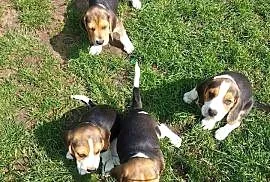 Szczeniaczki Beagle