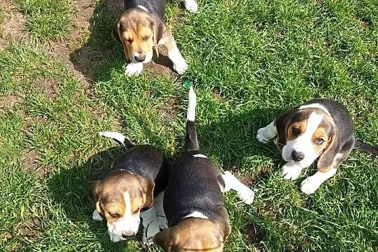 Szczeniaczki Beagle, Mazowieckie, Radom