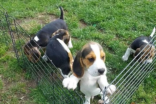 Szczeniaczki Beagle, Mazowieckie, Radom
