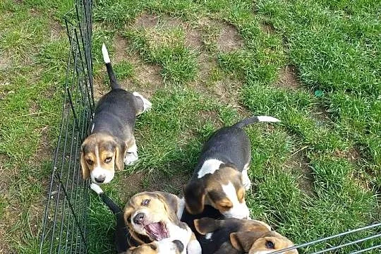 Szczeniaczki Beagle, Mazowieckie, Radom