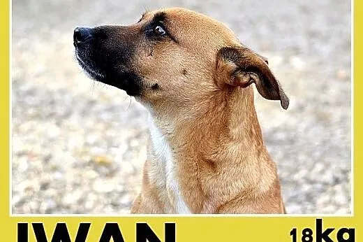 IWAN,18kg,średni,wesoły,przyjazny,towarzyski pies 