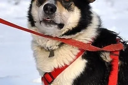 Niezmiernie uroczy Foster :),  warmińsko-mazurskie