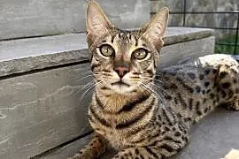 Uroczy samiec Savannah F6