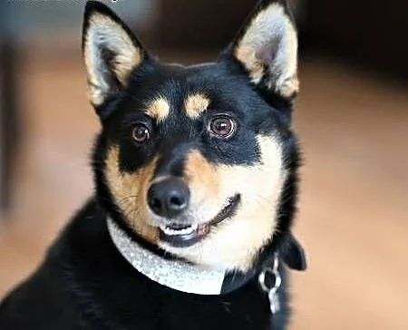 ZOJA - kochana, pro ludzka, wesoła sunia do adopcji, mazowieckie Warszawa, Mazowieckie, Warszawa