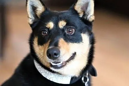 ZOJA - kochana, pro ludzka, wesoła sunia do adopcji,  mazowieckie Warszawa, Mazowieckie, Warszawa