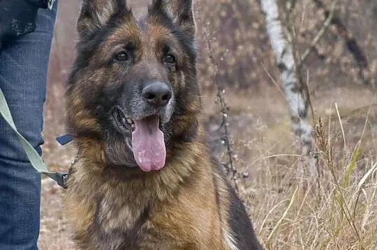 Piękna Figa szuka domu, Śląskie, Bytom