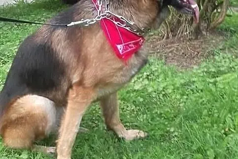 Piękna Figa szuka domu, Śląskie, Bytom