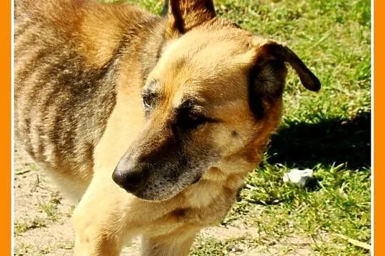Starsza sunia IZA,spokojna, łagodna, zrównoważona, przyjazna_Adopcja