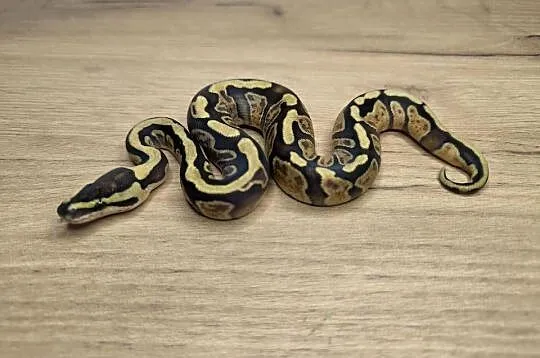Pyton królewski Enchi Fire GHI YB/Specter poss OD het Clown