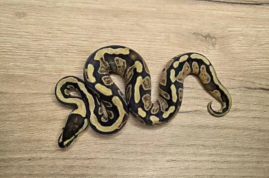 Pyton królewski Enchi Fire GHI YB/Specter poss OD het Clown, Mazowieckie, Makowiec