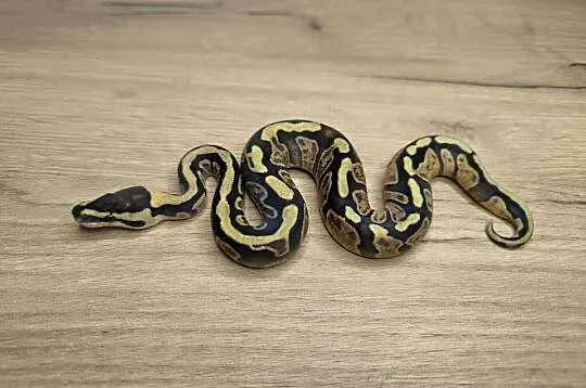 Pyton królewski Enchi Fire GHI YB/Specter poss OD het Clown, Mazowieckie, Makowiec