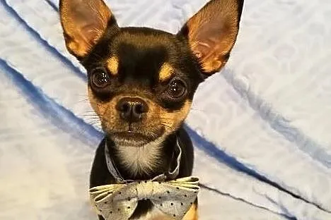 Reproduktor Chihuahua, Żory