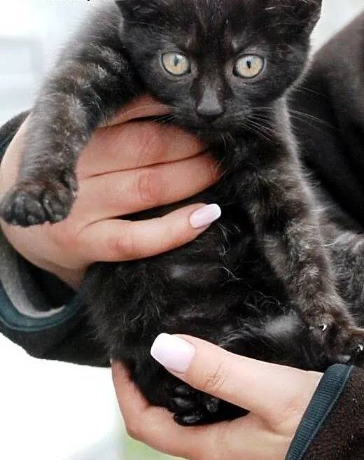 Kotka Kicia Maja 10 tyg. miła, łagodna ADOPCJA, m
