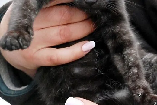 Kotka Kicia Maja 10 tyg. miła, łagodna ADOPCJA,  m