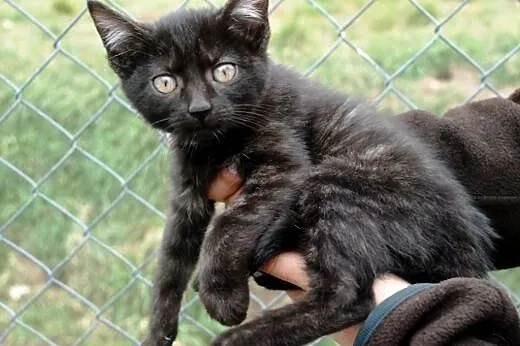 Kotka Kicia Maja 10 tyg. miła, łagodna ADOPCJA,  m