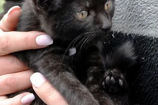 Kotka Kicia Maja 10 tyg. miła, łagodna ADOPCJA,  m