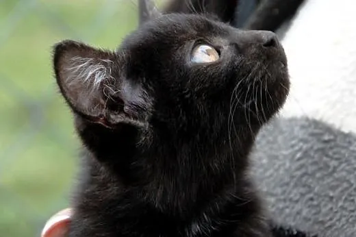Kotka Kicia Maja 10 tyg. miła, łagodna ADOPCJA,  m