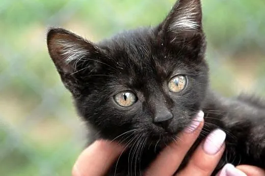 Kotka Kicia Maja 10 tyg. miła, łagodna ADOPCJA,  m