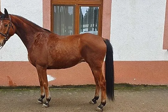 Niemiecki koń sportowy, Koszalin