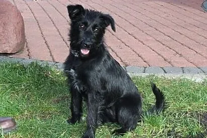 MILUNIA-szczeniak znaleziony w lesie szuka domku.,
