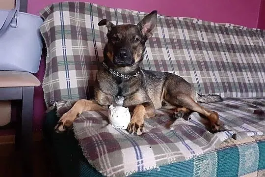 Prosba o adopcję psa,  małopolskie Kraków, Małopolskie, Kraków