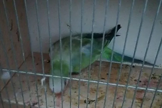 Mnicha nizinna aqua opalin niebieski, , Stawki