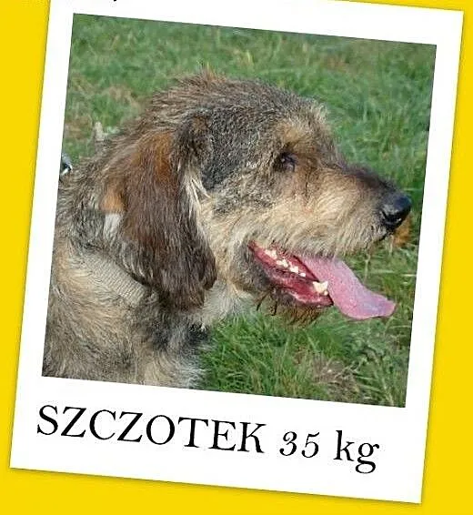 Sznaucer olbrzym mix,pieprz i sól,łagodny,wesoły p