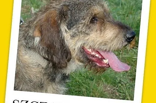 Sznaucer olbrzym mix,pieprz i sól,łagodny,wesoły p
