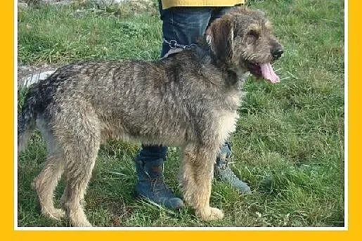 Sznaucer olbrzym mix,pieprz i sól,łagodny,wesoły p