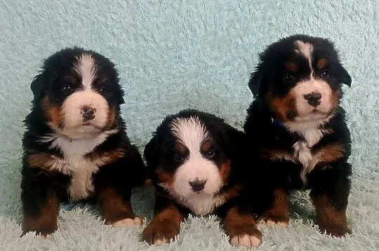 Pies Berneński Pasterski, Lubelskie, Kraśnik
