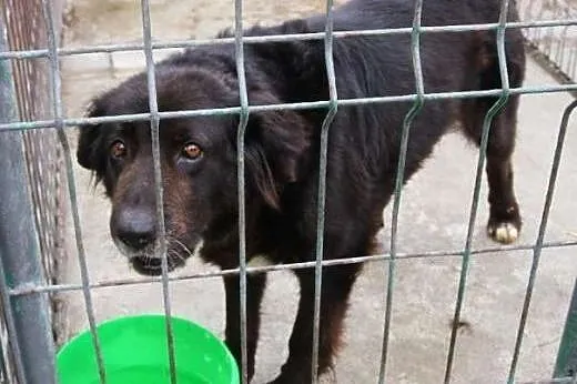 Suczka Betty czeka na dom w schronisku,  śląskie Katowice
