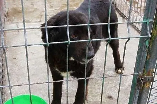 Suczka Betty czeka na dom w schronisku,  śląskie K