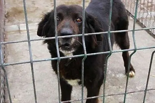 Suczka Betty czeka na dom w schronisku,  śląskie K