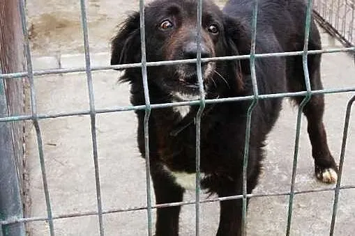 Suczka Betty czeka na dom w schronisku,  śląskie K