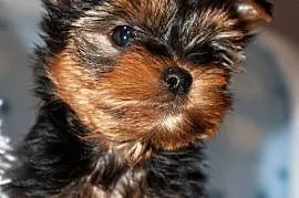 yorkshire terrier samiec