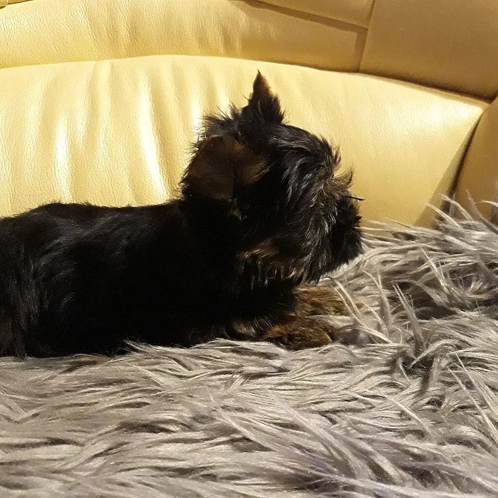 YorkShire Terrier-cztero-pokoleniowe udokumentowane pochodzenie, Konstantynów Łódzki, Łódzkie, Konstantynów Łódzki