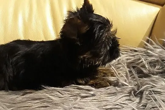 YorkShire Terrier-cztero-pokoleniowe udokumentowane pochodzenie, Konstantynów Łódzki